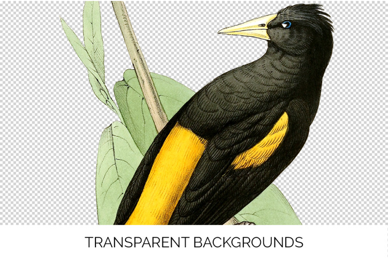 bird-clipart