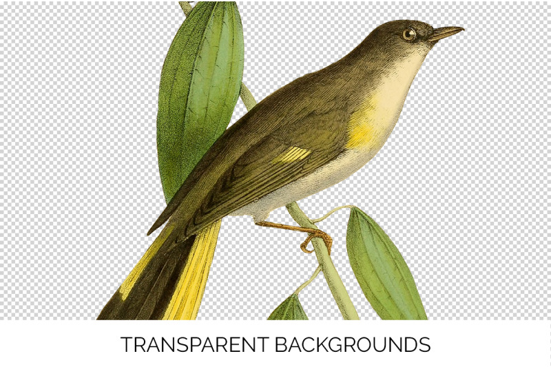 bird-clipart-flycatcher