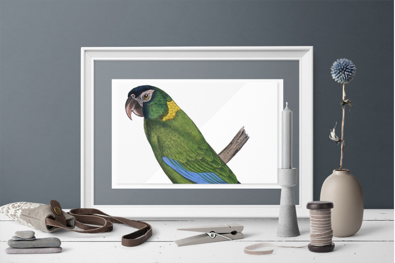 parrot-macaw-clipart