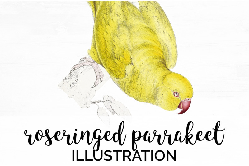 parrot-clipart-parakeet