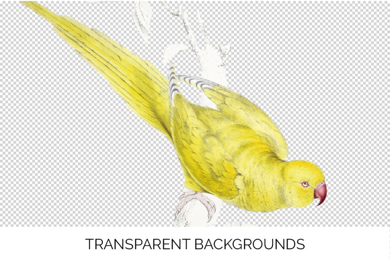 parrot-clipart-parakeet