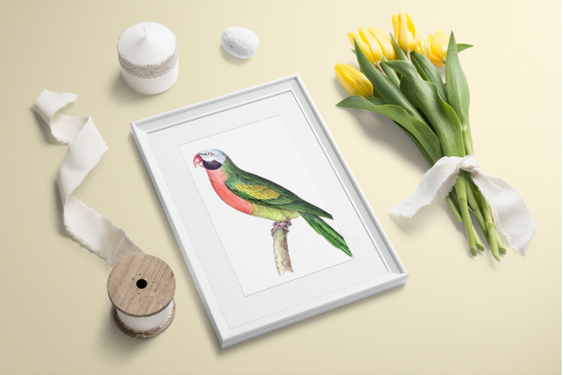 parrot-parakeet-clipart