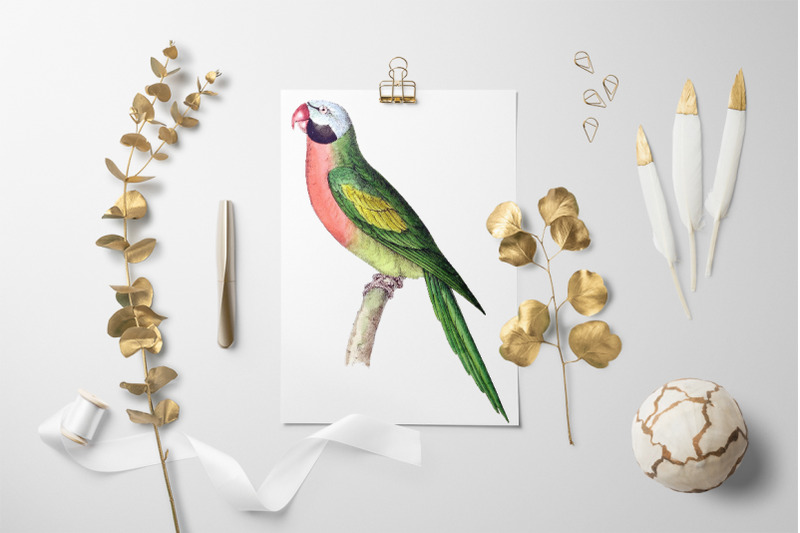 parrot-parakeet-clipart