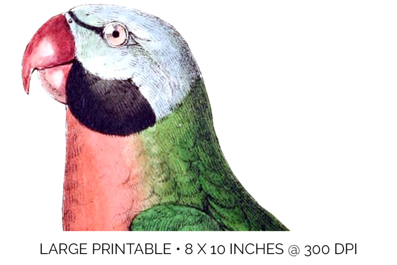 parrot-parakeet-clipart