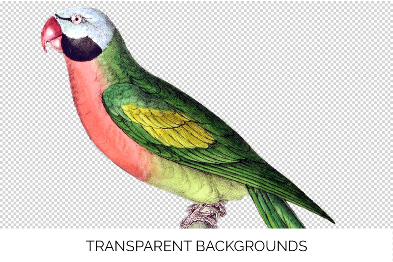 parrot-parakeet-clipart