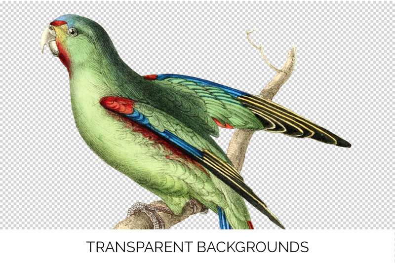 parrot-parakeet-clipart