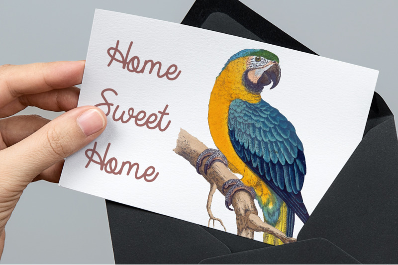 parrot-macaw-clipart