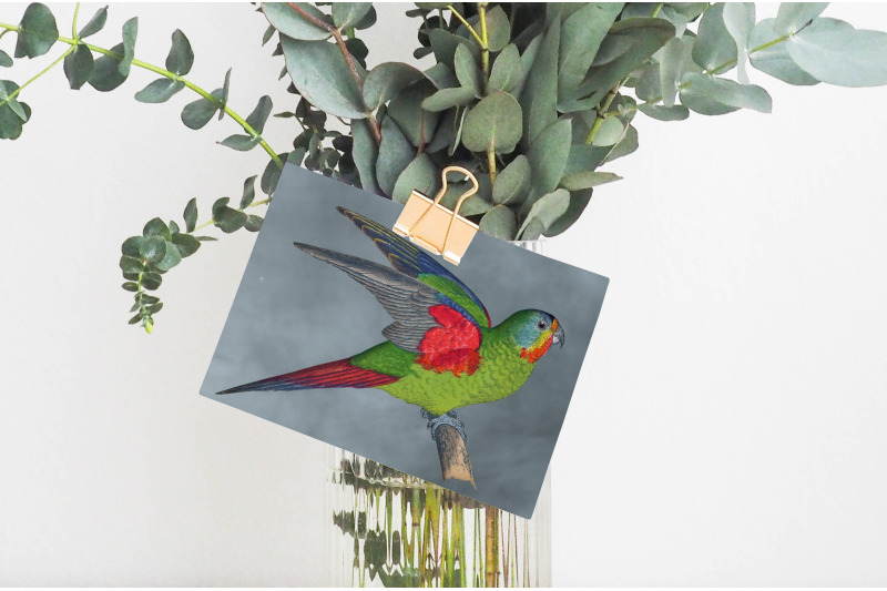 parrot-lorikeet-clipart