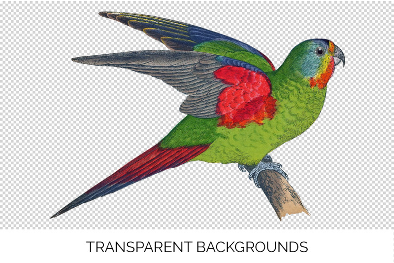 parrot-lorikeet-clipart