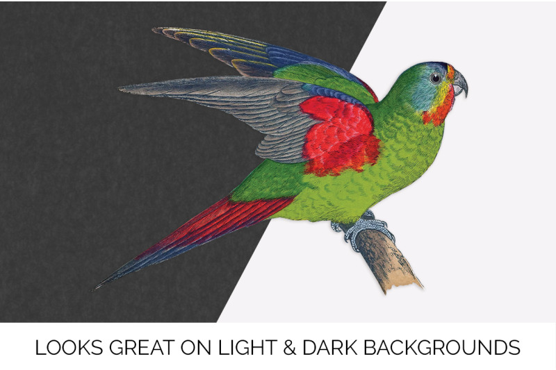 parrot-lorikeet-clipart