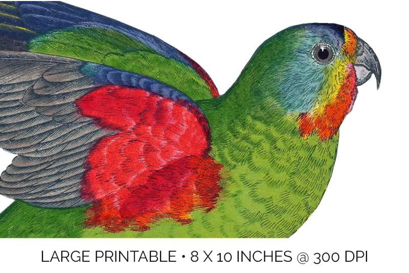 parrot-lorikeet-clipart