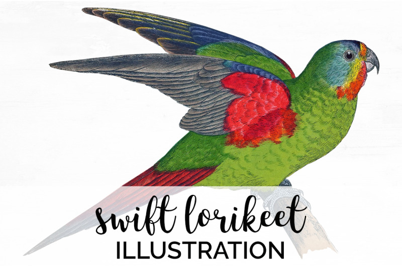 parrot-lorikeet-clipart