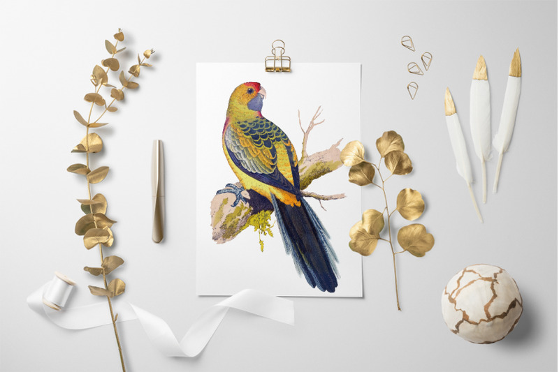 parrot-parakeet-clipart