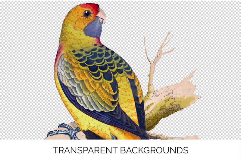 parrot-parakeet-clipart