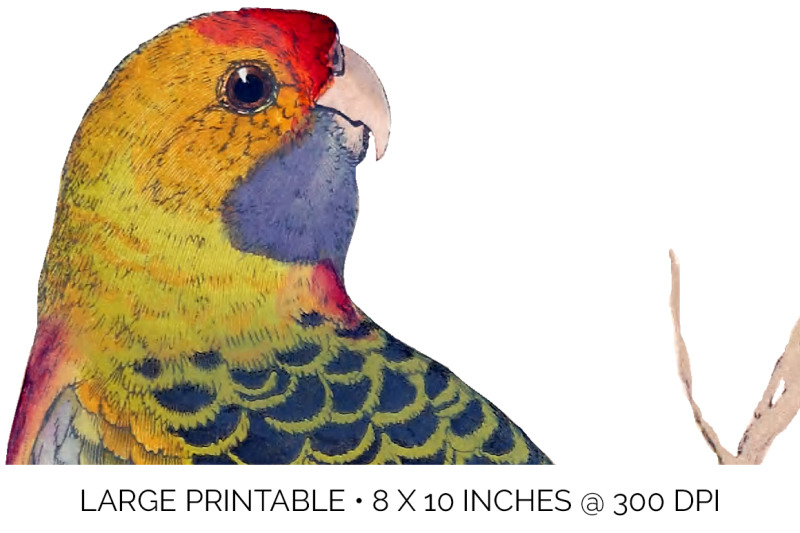 parrot-parakeet-clipart