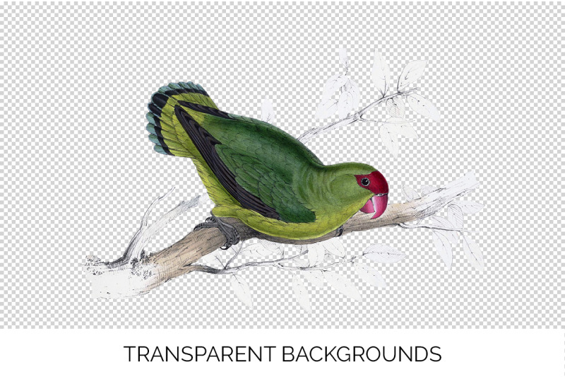 parrot-lovebird-clipart