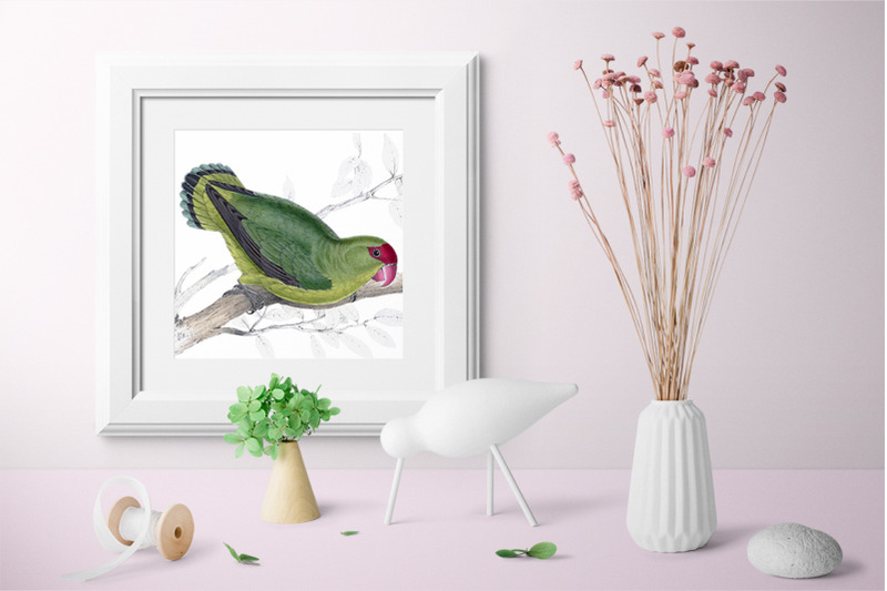 parrot-lovebird-clipart