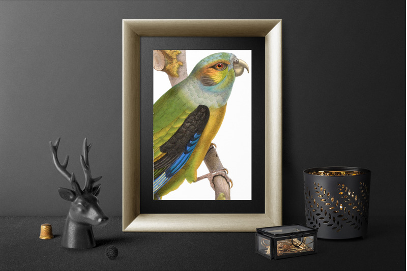 parrot-clipart