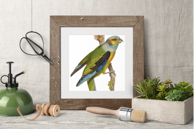 parrot-clipart