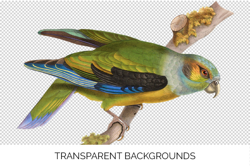 parrot-clipart