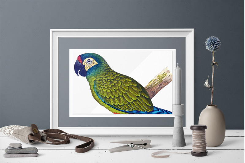 parrot-macaw-clipart