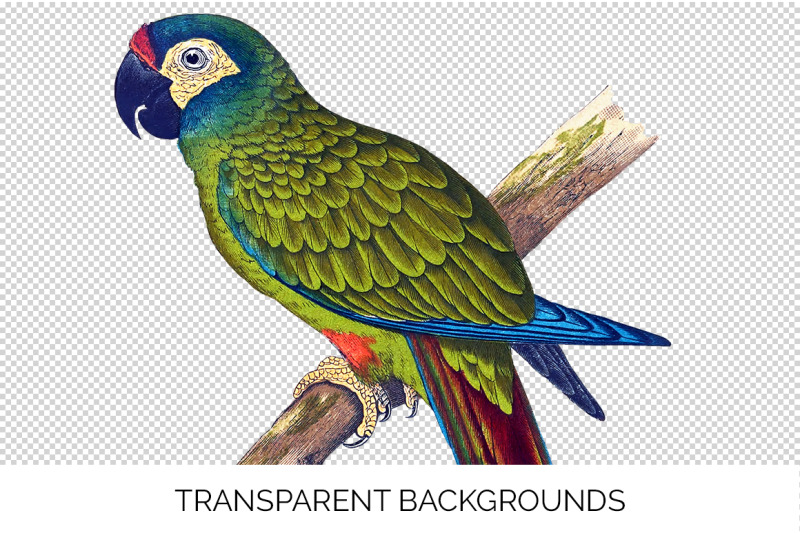 parrot-macaw-clipart