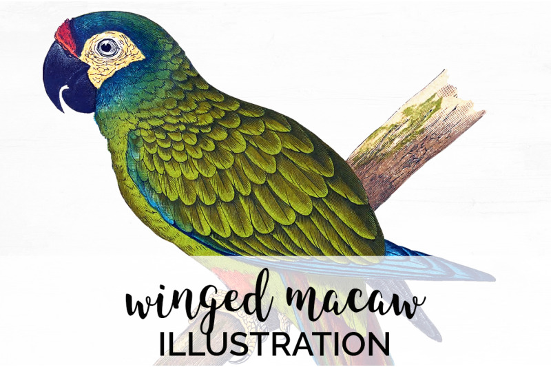 parrot-macaw-clipart