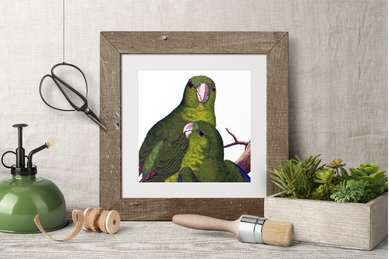 parrot-parakeet-clipart