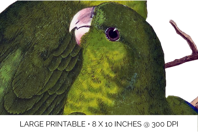 parrot-parakeet-clipart