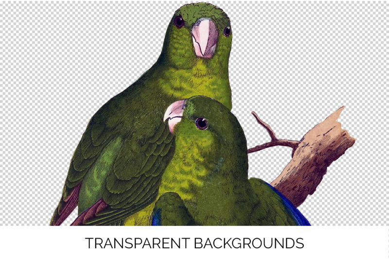 parrot-parakeet-clipart