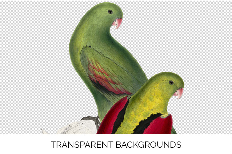 parrot-parakeet-clipart