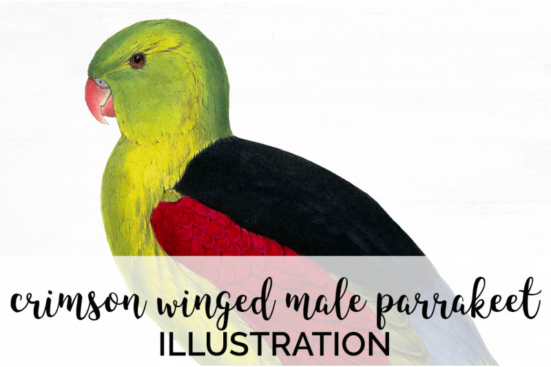 parrot-parakeet-clipart