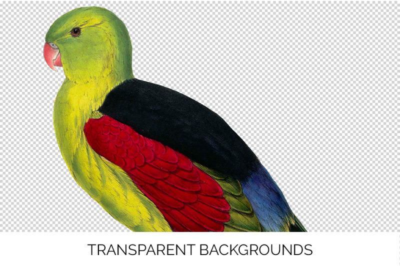 parrot-parakeet-clipart