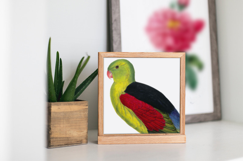 parrot-parakeet-clipart