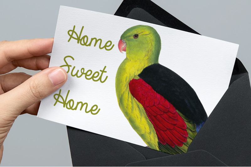 parrot-parakeet-clipart