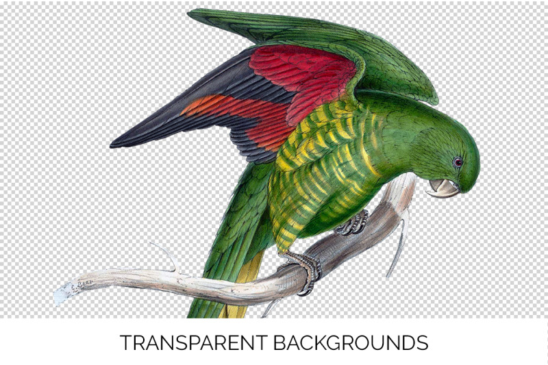 parrot-parakeet-clipart