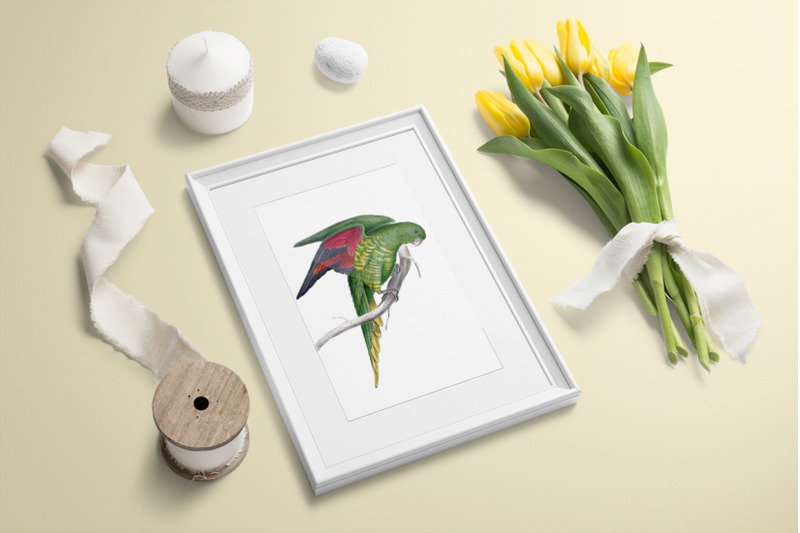 parrot-parakeet-clipart