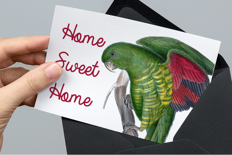 parrot-parakeet-clipart