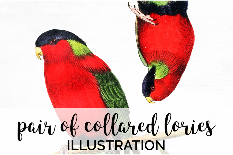 Parrot Lories Clipart By Enliven Designs | TheHungryJPEG.com