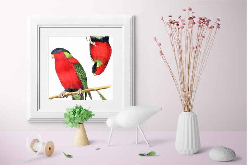 parrot-lories-clipart