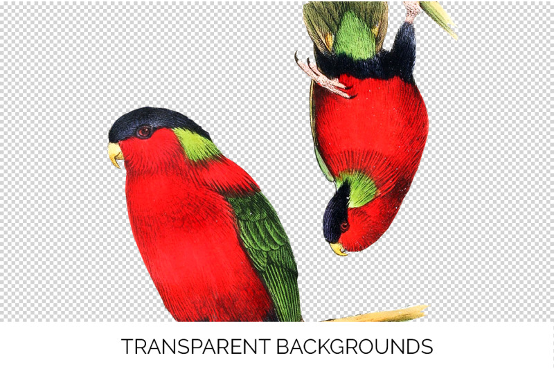 parrot-lories-clipart