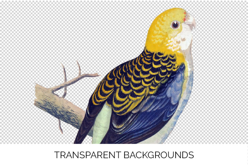 parrot-clipart