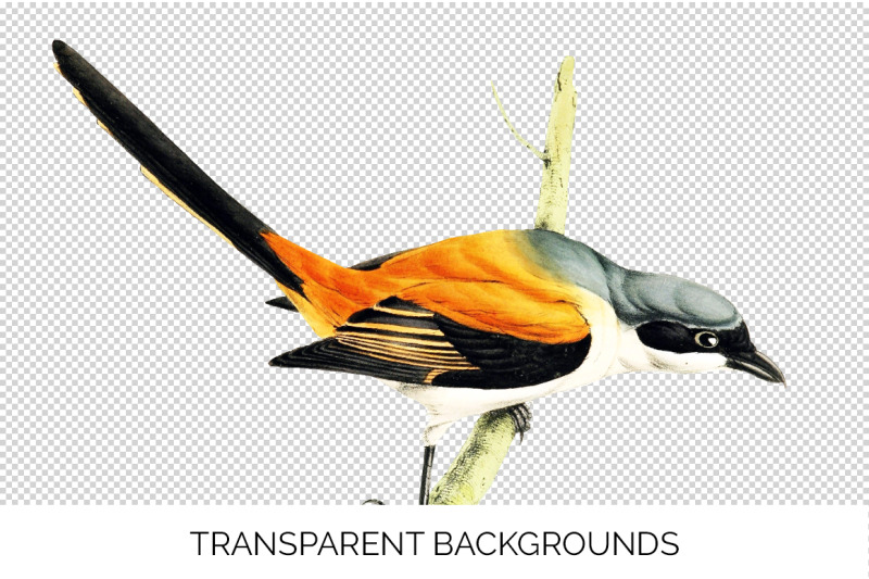 bird-clipart