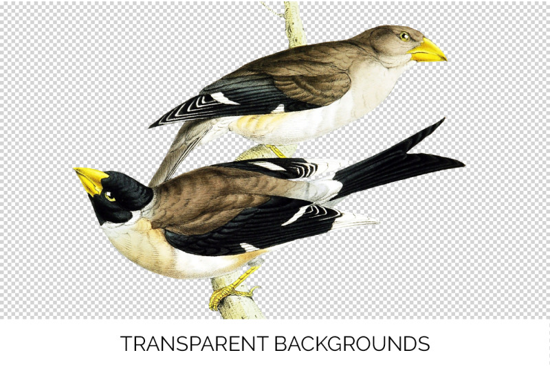 bird-clipart