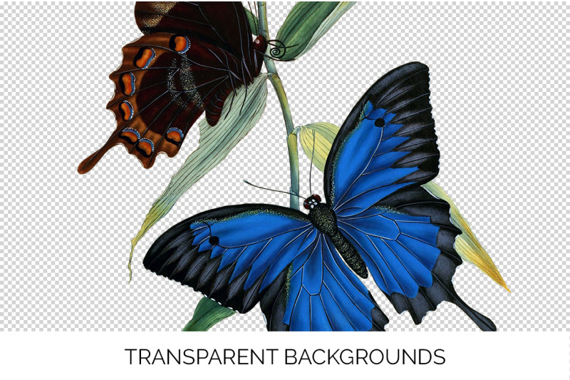 butterflies-clipart