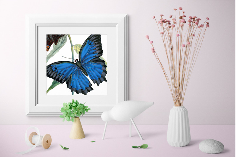 butterflies-clipart