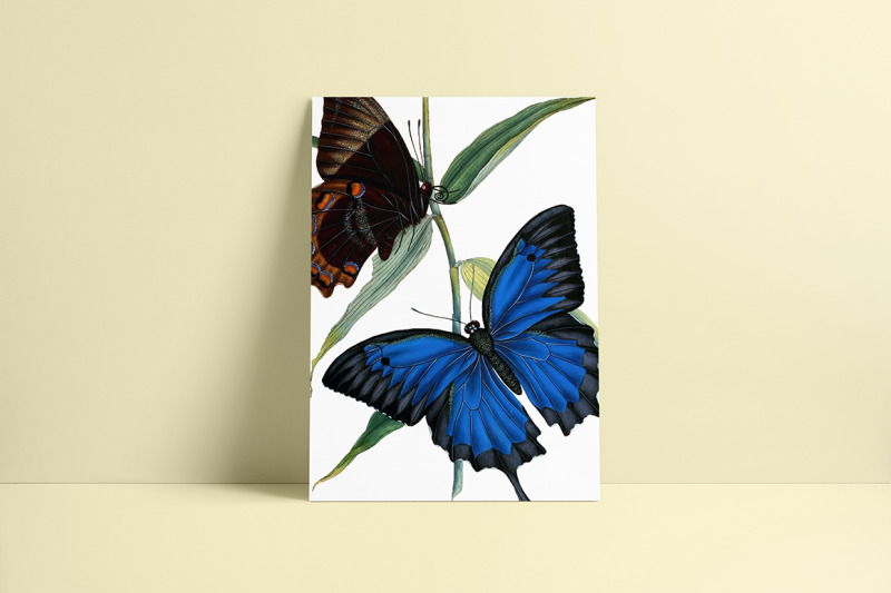 butterflies-clipart