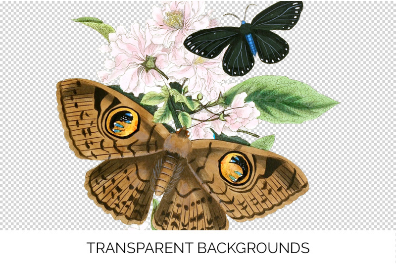 butterflies-clipart-moth