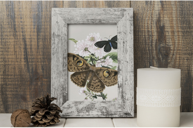 butterflies-clipart-moth