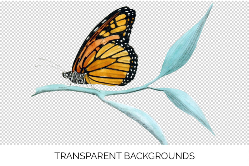 monarch-butterflies-clipart